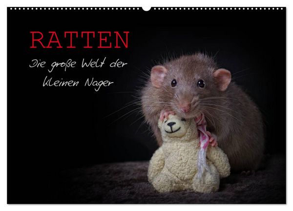 Produktbild: Ratten. Die gro&szlig;e Welt der kleinen Nager (Wandkalender 2026 DIN A2 quer), CALVENDO Monatskalender