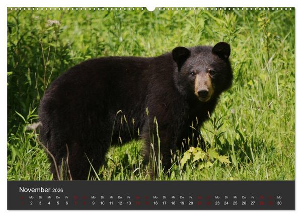 Produktbild: Die grossen B&auml;rentatzen (Wandkalender 2026 DIN A2 quer), CALVENDO Monatskalender