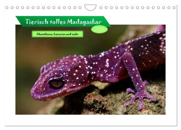 Produktbild: Tierisch tolles Madagaskar - Cham&auml;leons, Lemuren und mehr (Wandkalender 2026 DIN A4 quer), CALVENDO Monatskalender