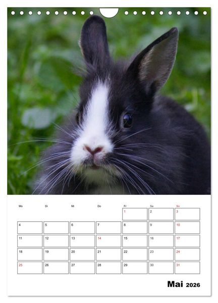 Produktbild: Kaninchen Terminplaner (Wandkalender 2026 DIN A4 hoch), CALVENDO Monatskalender