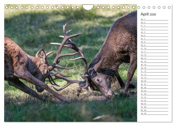 Produktbild: Emotionale Momente: Hirschbrunft. Part II. (Wandkalender 2026 DIN A4 quer), CALVENDO Monatskalender