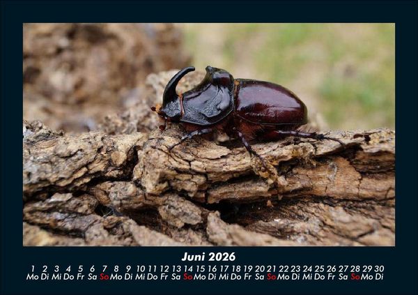 Produktbild: K&auml;fer 2026 Fotokalender DIN A5