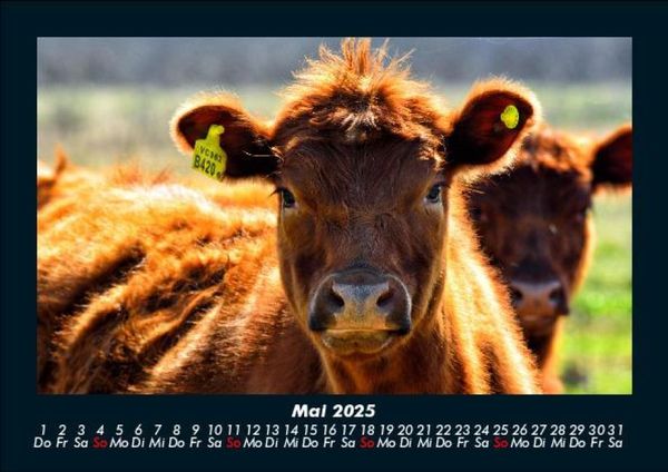 Produktbild: Der Tierkalender 2025 Fotokalender DIN A5