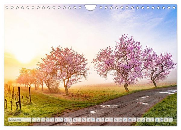 Produktbild: Bunter Pf&auml;lzerwald (Wandkalender 2026 DIN A4 quer), CALVENDO Monatskalender