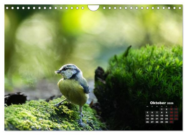 Produktbild: V&ouml;gel in heimischen W&auml;ldern (Wandkalender 2026 DIN A4 quer), CALVENDO Monatskalender