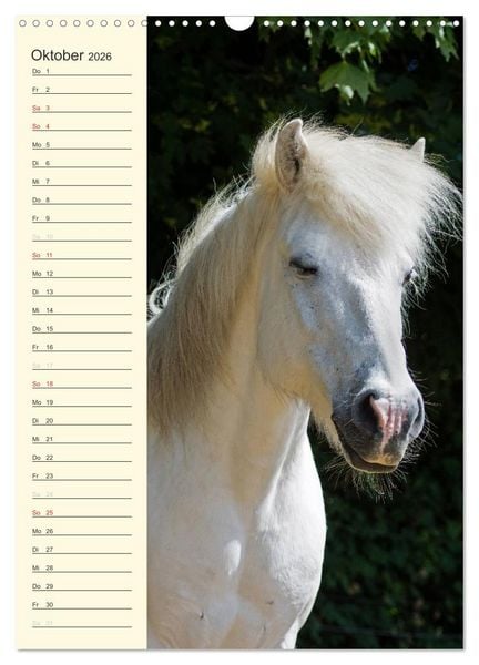 Produktbild: Islandpferde Geburtstagskalender (Wandkalender 2026 DIN A3 hoch), CALVENDO Monatskalender