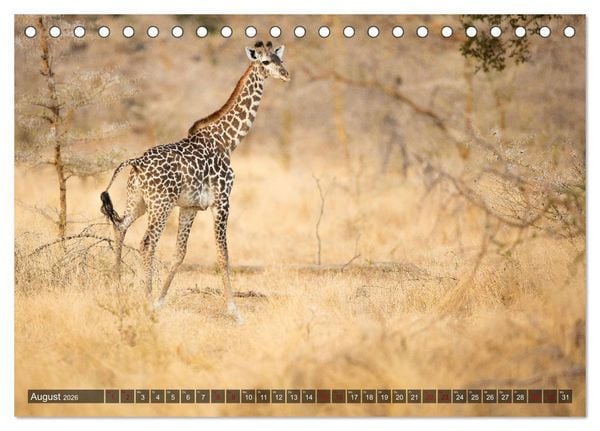 Produktbild: Safari in Tansania (Tischkalender 2026 DIN A5 quer), CALVENDO Monatskalender