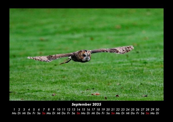 Produktbild: Der Tierkalender 2025 Fotokalender DIN A3