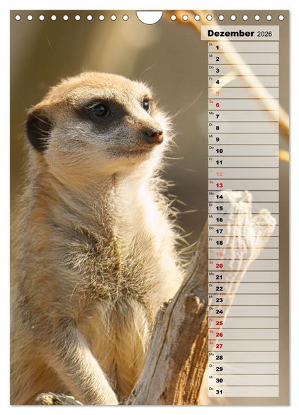 Produktbild: Erdm&auml;nnchen, putzige Kerlchen mit gro&szlig;en Knopfaugen (Wandkalender 2026 DIN A4 hoch), CALVENDO Monatskalender
