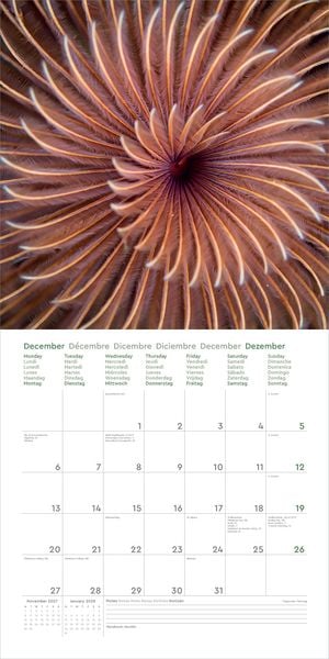 Produktbild: Wunderwerk Natur &ndash; Bizarre Strukturen - KUNTH Broschurkalender 2027