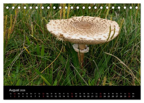 Produktbild: Pilze in Wald und Flur (Tischkalender 2026 DIN A5 quer), CALVENDO Monatskalender