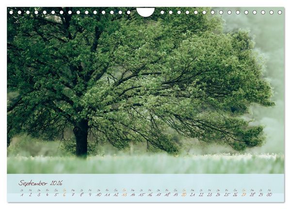 Produktbild: Sch&ouml;nheiten des Waldes (Wandkalender 2026 DIN A4 quer), CALVENDO Monatskalender
