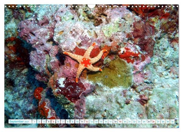 Produktbild: Seesterne - Kleine Wunder der Natur (Wandkalender 2027 DIN A3 quer), CALVENDO Monatskalender