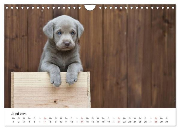 Produktbild: Labrador Welpen (Wandkalender 2026 DIN A4 quer), CALVENDO Monatskalender