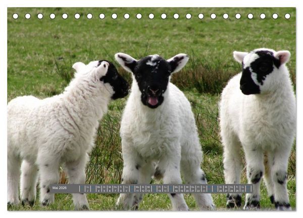 Produktbild: Schottlands Highland Schafe (Tischkalender 2026 DIN A5 quer), CALVENDO Monatskalender