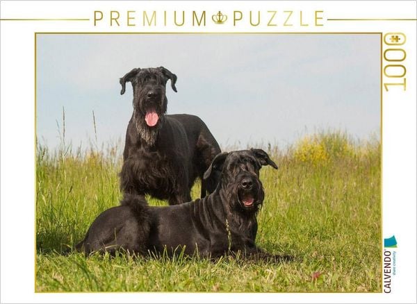 CALVENDO Puzzle Zwei Riesenschnauzer | 1000 Teile Lege-Größe 64x48cm Foto-Puzzle für glückliche Stunden