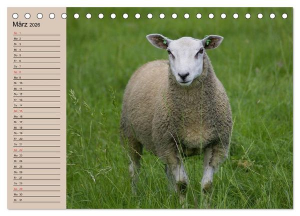 Produktbild: Schafe z&auml;hlen leicht gemacht! (Tischkalender 2026 DIN A5 quer), CALVENDO Monatskalender