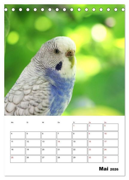 Produktbild: Wellensittichkalender Jubil&auml;umsedition - 10 Jahre Wellensittichkalender! (Tischkalender 2026 DIN A5 hoch), CALVENDO Monatskalender