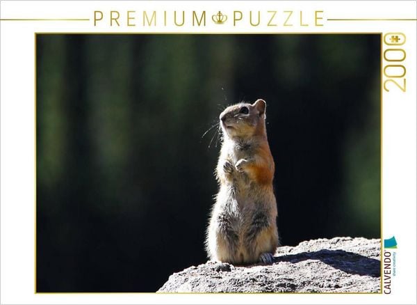 CALVENDO Puzzle Chipmunk | 2000 Teile Lege-Größe 90 × 67 cm Foto-Puzzle für glückliche Stunden