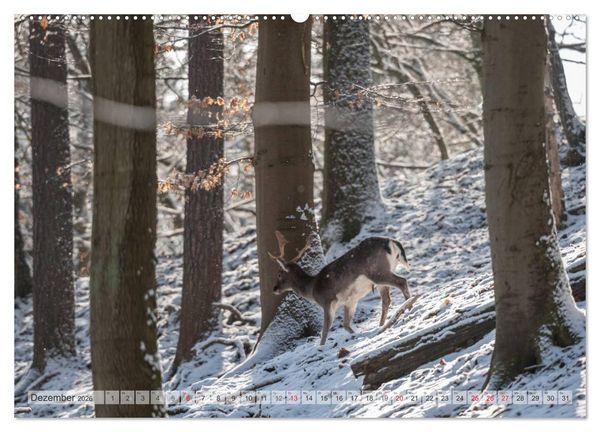 Produktbild: Emotionale Momente: Das Damwild. (Wandkalender 2026 DIN A2 quer), CALVENDO Monatskalender