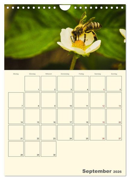 Produktbild: Bienen im Naturgarten (Wandkalender 2026 DIN A4 hoch), CALVENDO Monatskalender