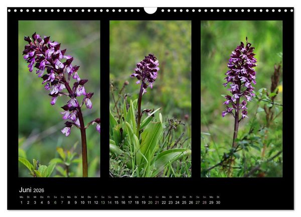 Produktbild: Heimische Orchideen im Dreierpack (Wandkalender 2026 DIN A3 quer), CALVENDO Monatskalender