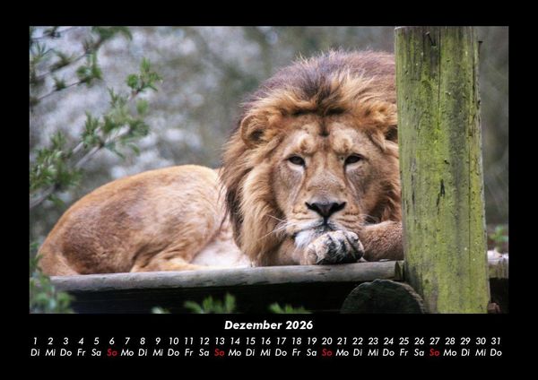 Produktbild: L&ouml;wen in der Wildnis 2026 Fotokalender DIN A3