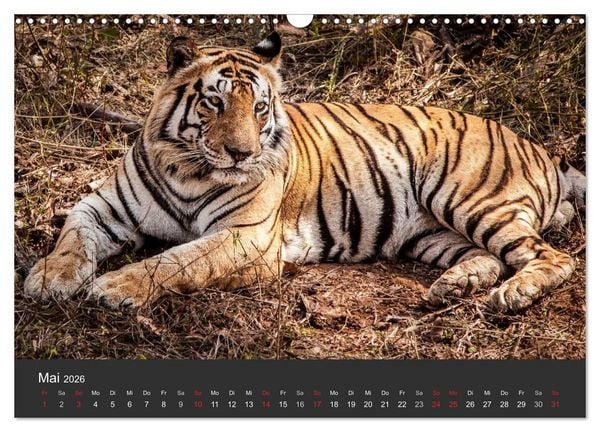 Produktbild: Indien 2026 Tempel, Tiger und Pal&auml;ste (Wandkalender 2026 DIN A3 quer), CALVENDO Monatskalender