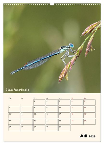 Produktbild: Libellen - Flugk&uuml;nstler in Bayern (hochwertiger Premium Wandkalender 2026 DIN A2 hoch), Kunstdruck in Hochglanz