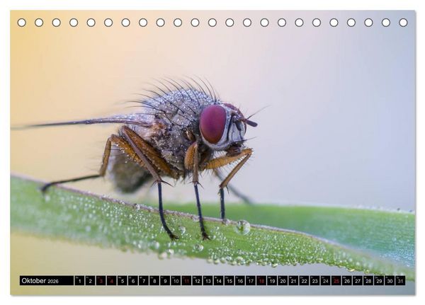 Produktbild: Kleine Wesen &ndash; Makroaufnahmen von einheimischen Insekten (Tischkalender 2026 DIN A5 quer), CALVENDO Monatskalender