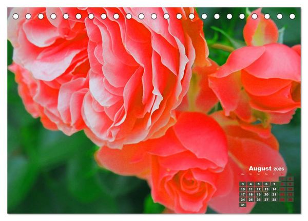 Produktbild: Rosen, die K&ouml;nigin der Blumen (Tischkalender 2026 DIN A5 quer), CALVENDO Monatskalender
