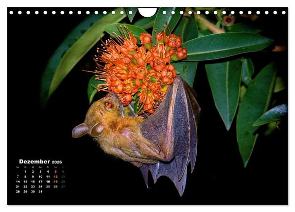 Produktbild: Flughunde - Meister der Nacht (Wandkalender 2026 DIN A4 quer), CALVENDO Monatskalender