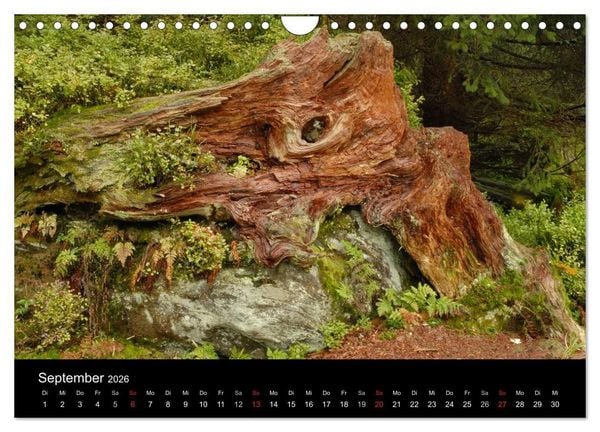 Produktbild: B&auml;ume (Wandkalender 2026 DIN A4 quer), CALVENDO Monatskalender