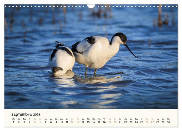 Produktbild: Chuchotements d'ailes - Une ann&eacute;e dans l'intimit&eacute; des oiseaux (Calendrier mural 2026 DIN A3 vertical), CALVENDO calendrier mensuel