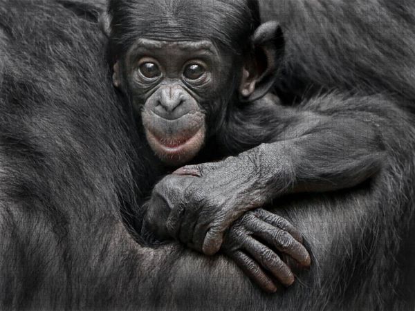 Produktbild: CALVENDO Puzzle Bonobo XEKELE | 1000 Teile Lege-Gr&ouml;&szlig;e 64x48cm Foto-Puzzle f&uuml;r gl&uuml;ckliche Stunden