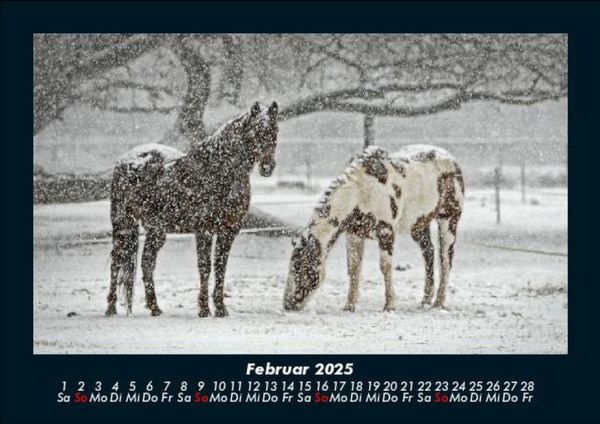 Produktbild: Die Welt der Pferde 2025 Fotokalender DIN A5