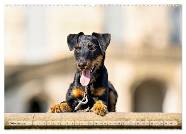 Produktbild: Deutscher Terrier - ein leidenschaftlicher J&auml;ger (hochwertiger Premium Wandkalender 2026 DIN A2 quer), Kunstdruck in Hochglanz