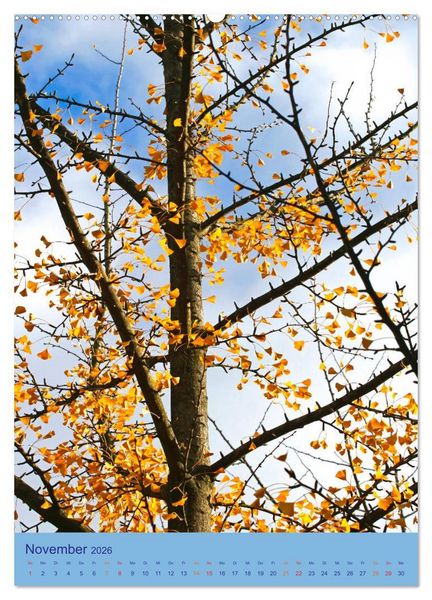 Produktbild: Ginkgo (hochwertiger Premium Wandkalender 2026 DIN A2 hoch), Kunstdruck in Hochglanz
