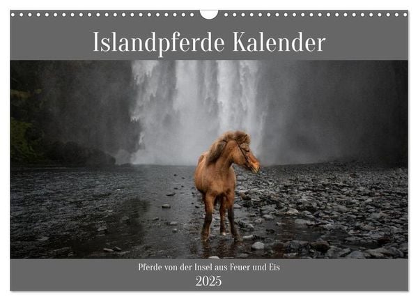 Islandpferde Kalender - Pferde von der Insel aus Feuer und Eis (Wandkalender 2025 DIN A3 quer), CALVENDO Monatskalender