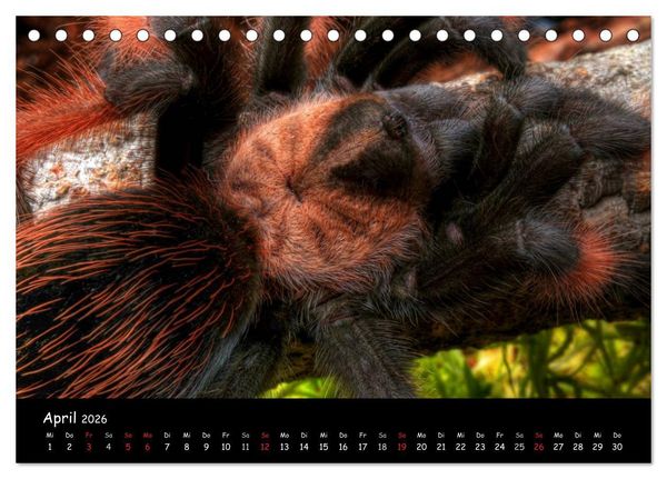 Produktbild: Mystische Vogelspinnen (Tischkalender 2026 DIN A5 quer), CALVENDO Monatskalender