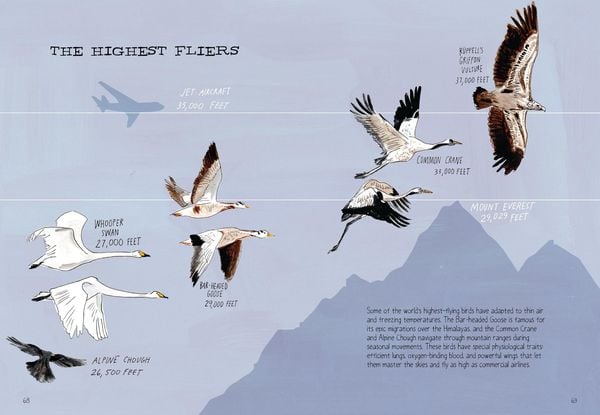 Produktbild: Bird Anatomy