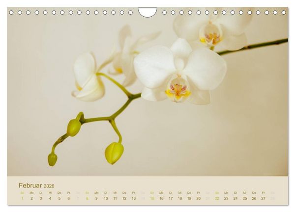 Produktbild: Orchideen Tr&auml;ume (Wandkalender 2026 DIN A4 quer), CALVENDO Monatskalender