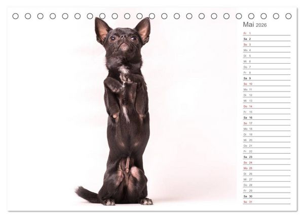 Produktbild: Chihuahua - Die Welt der Kleinen (Tischkalender 2026 DIN A5 quer), CALVENDO Monatskalender