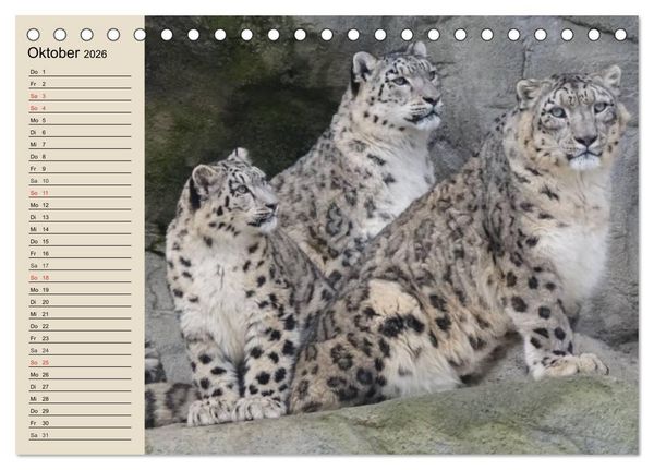Produktbild: Schneeleoparden. Geschmeidige Gebirgsj&auml;ger (Tischkalender 2026 DIN A5 quer), CALVENDO Monatskalender