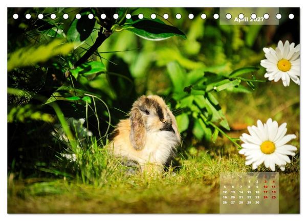 Produktbild: Kaninchen klein und putzig (Tischkalender 2027 DIN A5 quer), CALVENDO Monatskalender