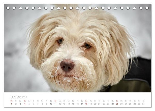 Produktbild: Havaneser - Herz aus Gold (Tischkalender 2026 DIN A5 quer), CALVENDO Monatskalender