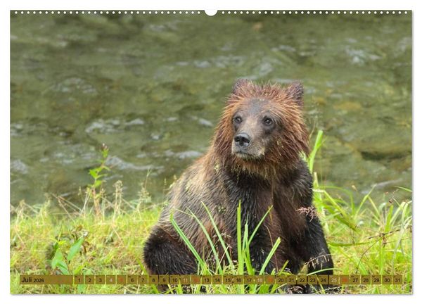 Produktbild: Wildtiere Nordamerikas (Wandkalender 2026 DIN A2 quer), CALVENDO Monatskalender