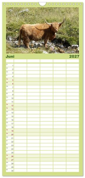 Produktbild: Familienplaner 2027 - K&uuml;he mit H&ouml;rnern mit 5 Spalten (Wandkalender, 21 x 45 cm) CALVENDO
