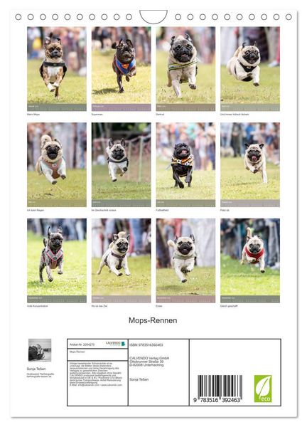 Produktbild: Mops-Rennen (Wandkalender 2026 DIN A4 hoch), CALVENDO Monatskalender