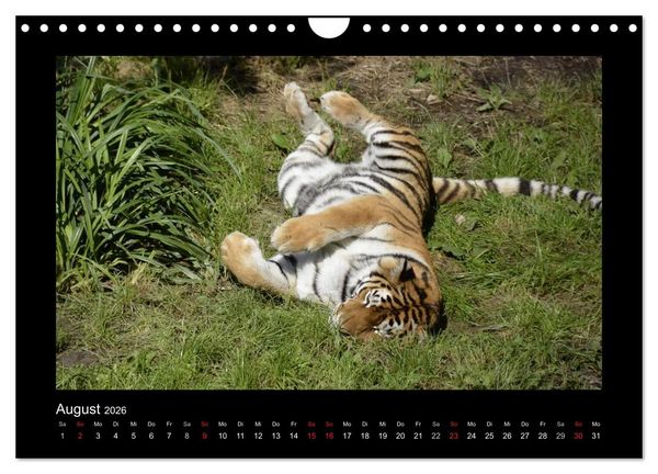 Produktbild: Bitte nicht st&ouml;ren... hier tr&auml;umen Tiere (Wandkalender 2026 DIN A4 quer), CALVENDO Monatskalender
